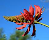 Flame Tree 9M68D-22